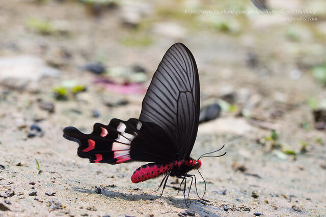 Byasa adamsoni adamsoni