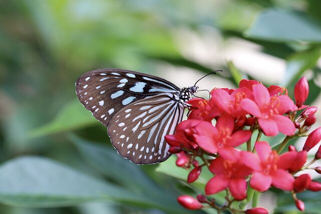 Ideopsis similis persimilis