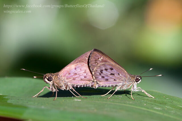 Salanoemia fuscicornis
