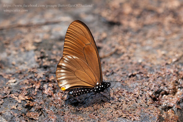Papilio slateri marginata