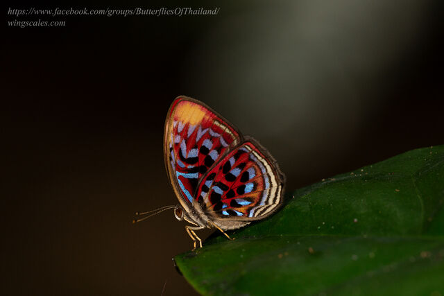 Paralaxita telesia lyclene