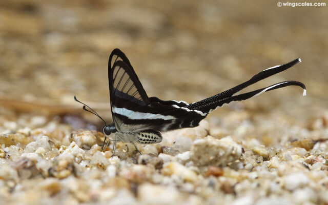 Lamproptera meges virescens