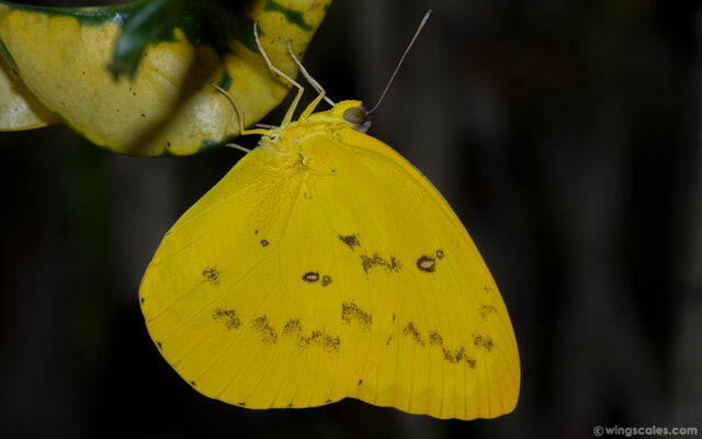 Catopsilia scylla cornelia