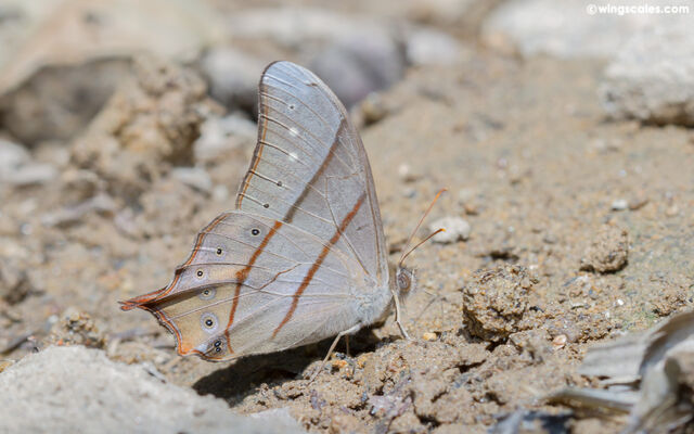 Lethe sinorix sinorix