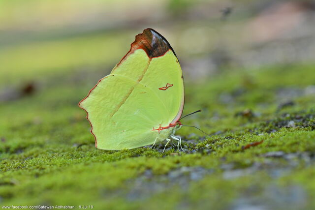 Dercas gobrias herodorus