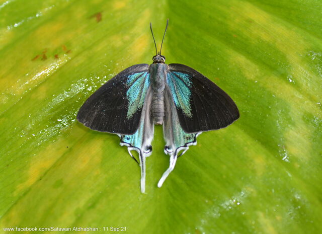 Charana mandarina splendida