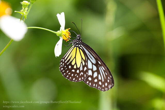 Parantica aspasia aspasia