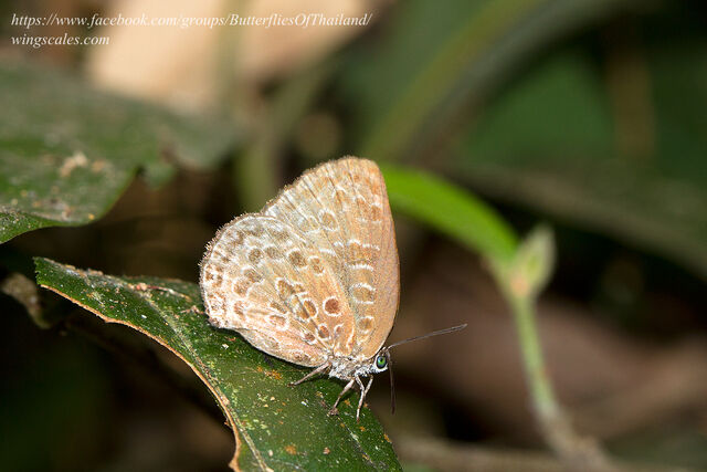 Arhopala belphoebe belphoebe