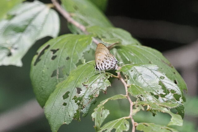 Drupadia ravindra boisduvalii