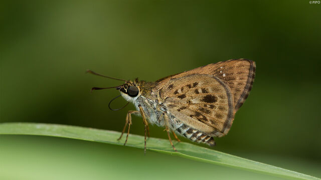 Halpemorpha albipectus