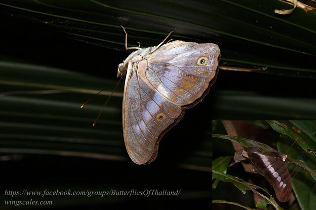 Eulaceura osteria sitarama
