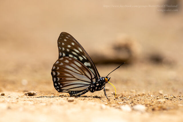 Hestina persimilis persimilis