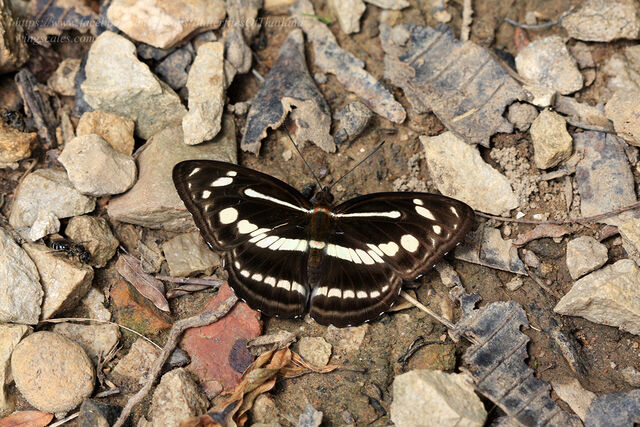 Athyma pravara indosinica