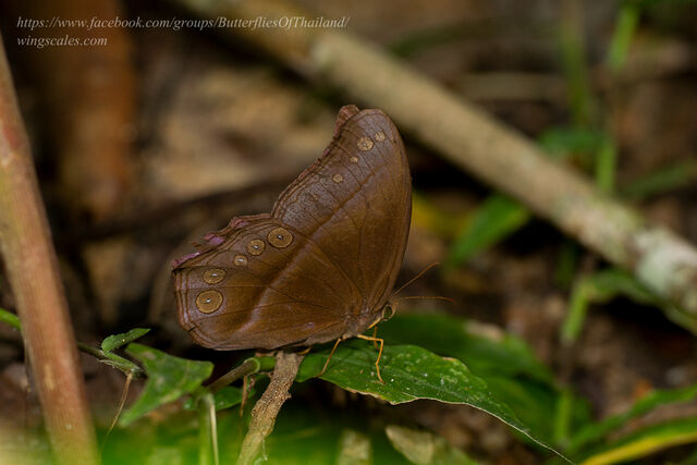 Coelites epiminthia epiminthia