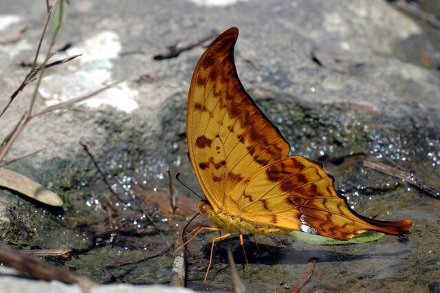 Meandrusa payeni amphis