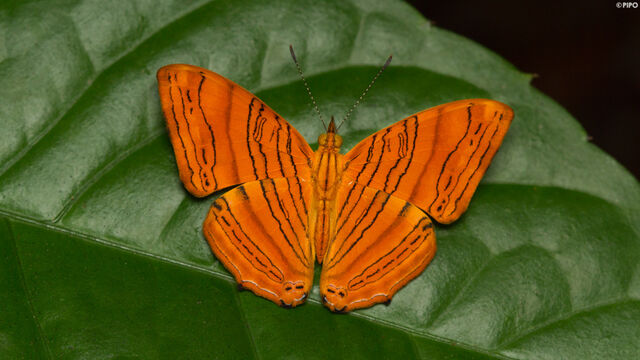 Chersonesia intermedia rahrioides