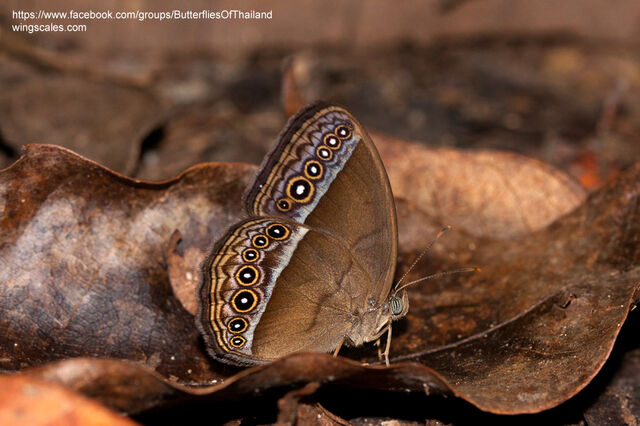 Mycalesis orseis nautilus