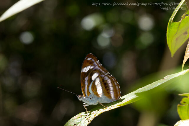 Athyma cama thailandica