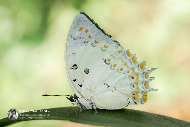 Polyura delphis delphis