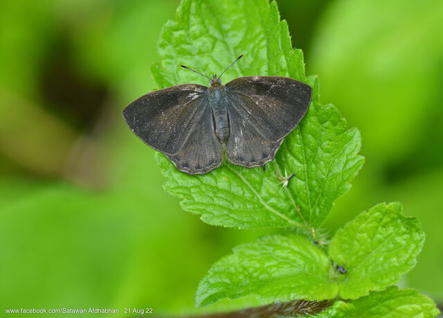 Poritia philota philota