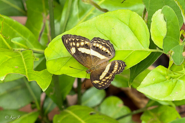 Algia fasciata fasciata