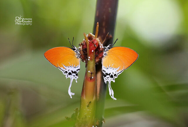 Eooxylides tharis distanti