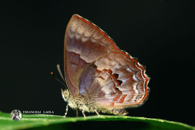 Simiskina phalia potina