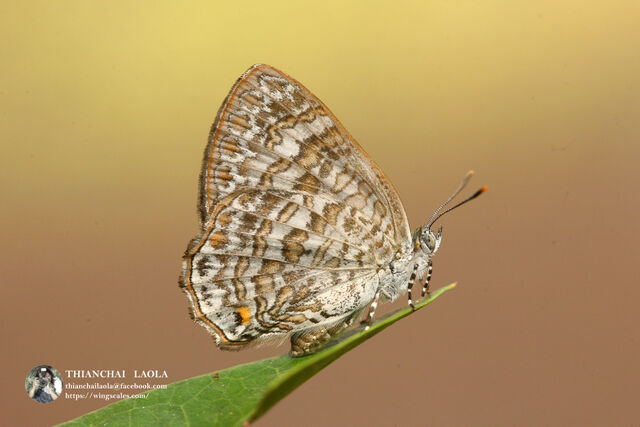 Poritia erycinoides elsiei