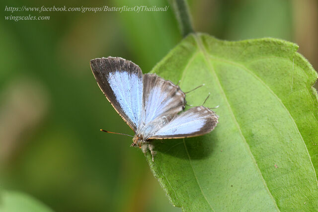 Catapaecilma major emas