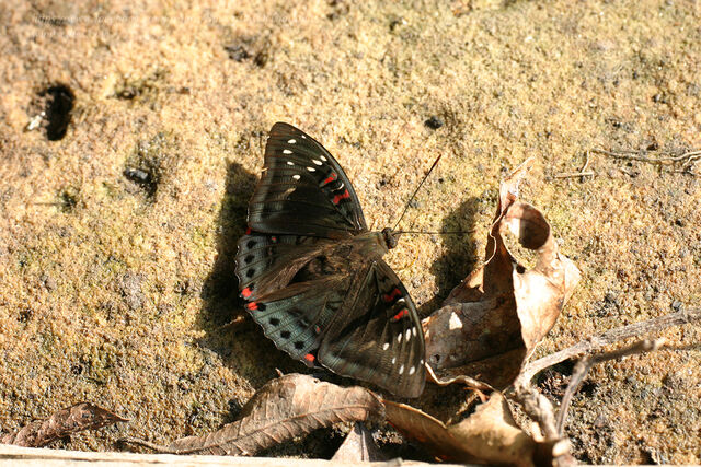 Euthalia lubentina lubentina