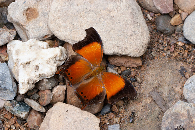 Rhinopalpa polynice eudoxia