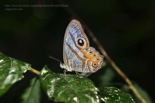 Erites angularis angularis