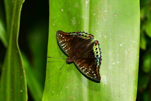 Euthalia whiteheadi whiteheadi