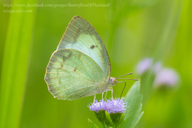 Catopsilia pyranthe pyranthe