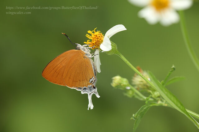 Thamala marciana marciana