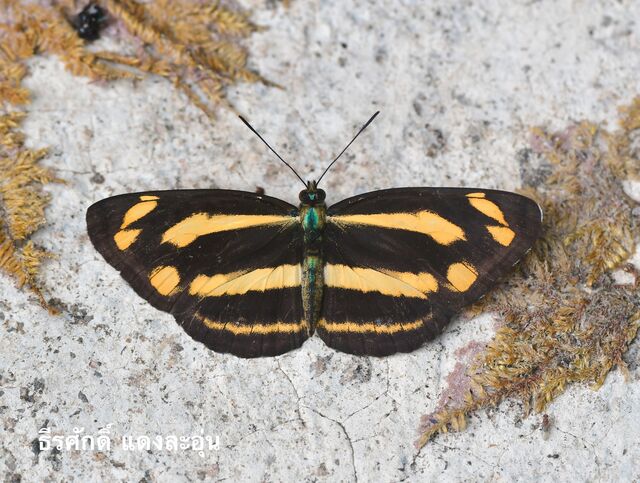 Pantoporia bieti pinratanai