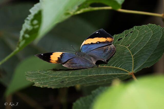 Kallima inachus siamensis