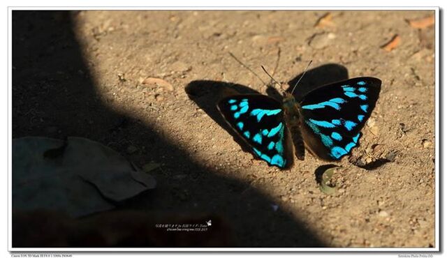 Simiskina phalia potina