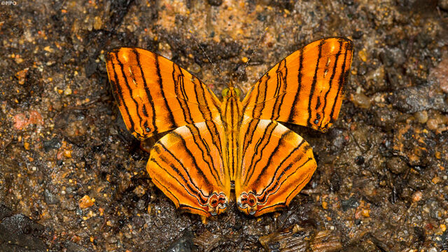 Chersonesia risa risa