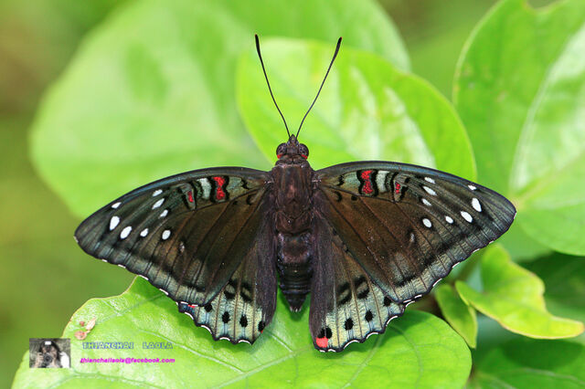 Euthalia lubentina lubentina