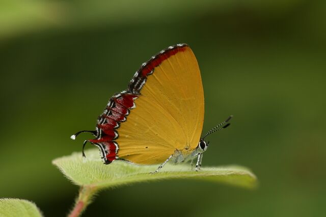 Heliophorus ila nolus