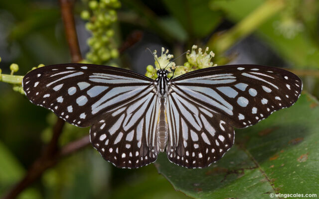 Parantica aglea melanoides