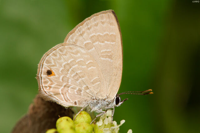 Anthene emolus emolus