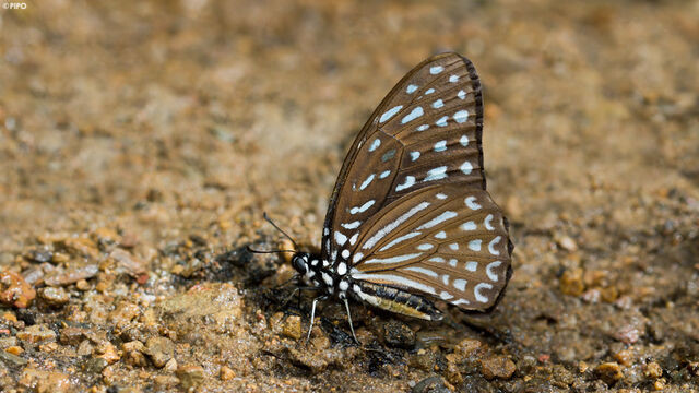 Graphium megarus megapenthes