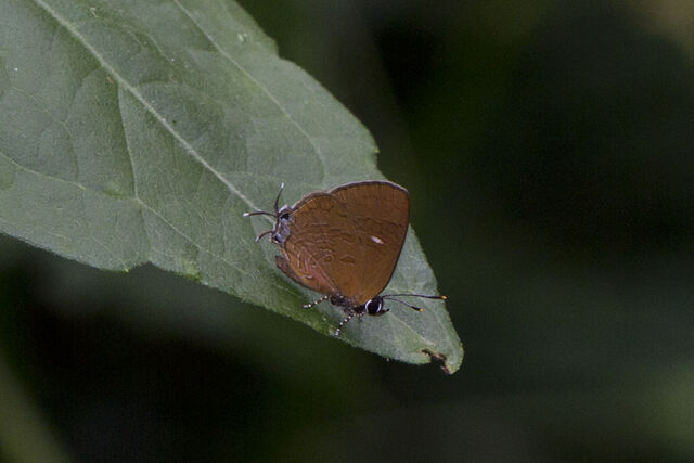 Ahmetia achaja achaja