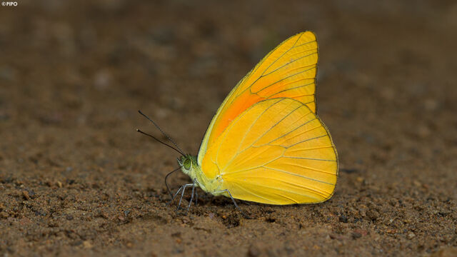 Appias nero figulina