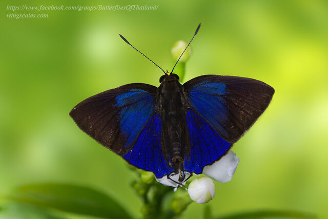 Araotes lapithis lapithis