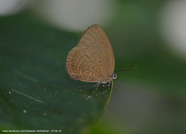 Arhopala inornata inornata