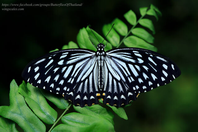 Papilio clytia clytia