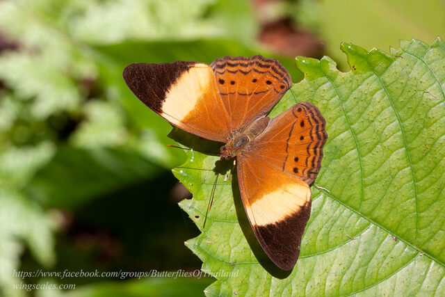 Cirrochroa orissa orissa